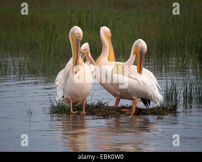 östlichen weißer Pelikan (Pelecanus Onocrotalus), vier Pelikane im Wasser putzen, Kenia, Lake Nakuru National Park steht Stockfoto