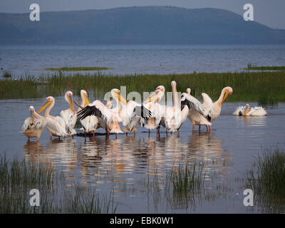 östlichen weißer Pelikan (Pelecanus Onocrotalus), vier Pelikane im Wasser dehnen Flügel, Kenia, Lake Nakuru National Park steht Stockfoto