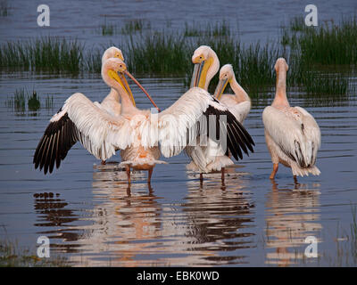 östlichen weißer Pelikan (Pelecanus Onocrotalus), eine Gruppe von Pelikanen stehend im Wasser dehnen Flügel, Kenia, Lake Nakuru National Park Stockfoto