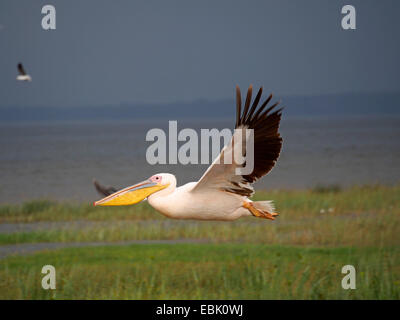 östlichen weißer Pelikan (Pelecanus Onocrotalus), fliegen, Kenia, Lake Nakuru National Park Stockfoto
