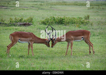 Impala (Aepyceros Melampus), zwei kämpfende Männer, Kenia, Masai Mara Nationalpark Stockfoto