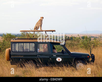 Gepard (Acinonyx Jubatus), sitzen auf dem Dach von einer Safari Jeep, Kenia, Masai Mara Nationalpark Stockfoto