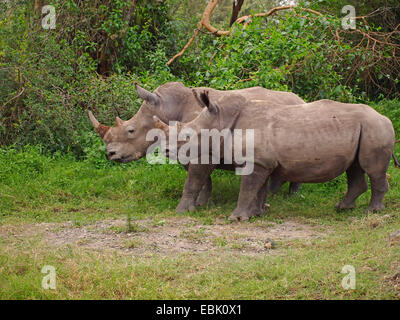 schwarze Nashorn, süchtig-lippige Rhinoceros durchsuchen Nashorn (Diceros Bicornis), paar, Kenia, Masai Mara Nationalpark Stockfoto