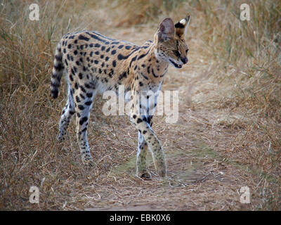 Serval (Leptailurus Serval, Felis Serval), Fuß durch trockene Savanne, Kenia, Masai Mara Nationalpark Stockfoto