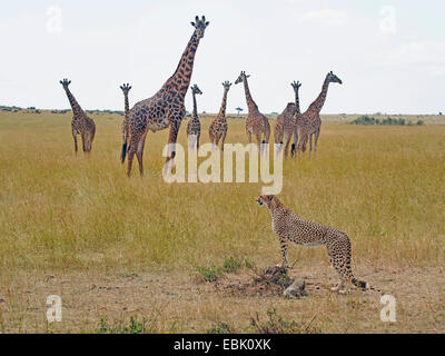 Gepard (Acinonyx Jubatus), in Savanne mit Welpen und Giraffen, Kenia, Masai Mara Nationalpark Stockfoto