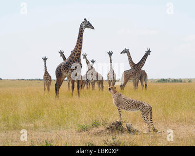 Gepard (Acinonyx Jubatus), mit Welpen in Savanne mit Giraffen, Kenia, Masai Mara National Park mit Blick auf Stockfoto