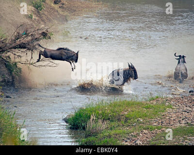 Gnus, gestromt Gnu, weißen bärtigen Gnus (Connochaetes Taurinus), überqueren den Mara Fluss, Kenia, Masai Mara Nationalpark Stockfoto