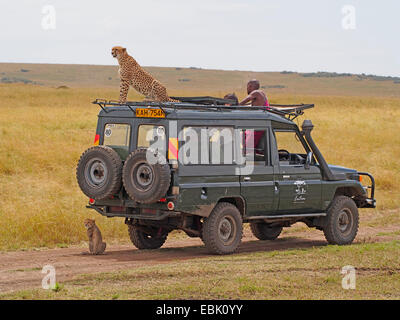 Gepard (Acinonyx Jubatus), sitzen auf dem Dach von einer Safari Jeep, Kenia, Masai Mara Nationalpark Stockfoto