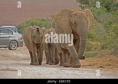 Afrikanischer Elefant (Loxodonta Africana), Familie auf Schotterstraße mit Autos, Südafrika, Eastern Cape, Addo Elephant National Park Stockfoto