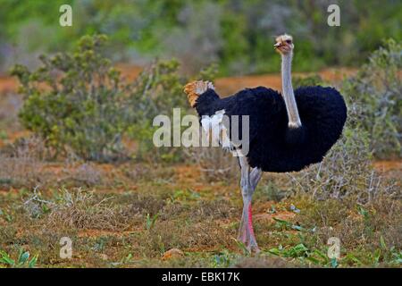 Strauß (Struthio Camelus), Männchen, Addo Elephant National Park, Südafrika, Eastern Cape Stockfoto