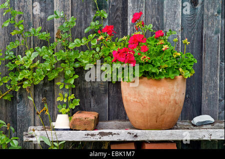 Geranien (Pelargonium spec.), hölzerne Außenwand eines Hauses mit Geranien in einem Terrakotta-Topf, Deutschland Stockfoto