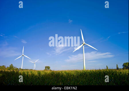 Mais, Mais (Zea Mays), drei Windräder hinter einem Mais Lield droht Deutschland, Niedersachsen, Brundorf Stockfoto