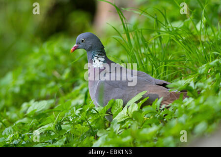 Ringeltaube (Columba Palumbus), auf der Suche nach Nahrung auf den Boden, der Schweiz, Sankt Gallen Stockfoto