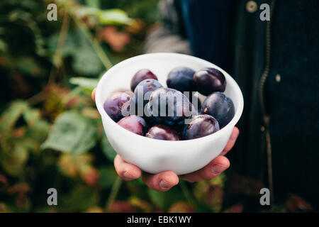 Person, die Schale von frischen Pflaumen Stockfoto