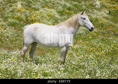 Lusitanische Pferd (Equus Przewalskii F. Caballus), weißes Pferd stehend in einer Blumenwiese, Portugal Stockfoto