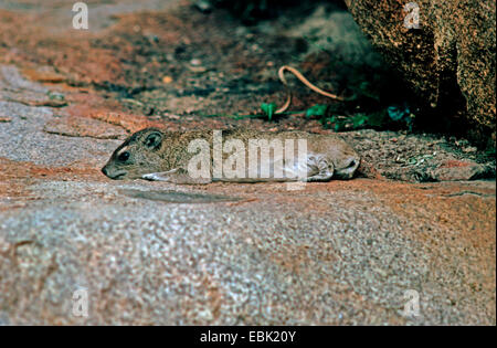 klein-toothed Rock Hyrax (Heterohyrax Trypanosomen), liegend auf Felsen Stockfoto