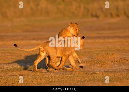 Löwe (Panthera Leo), zwei junge Löwen spielen kämpfen im Morgenlicht, Tansania, Serengeti NP Stockfoto