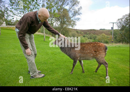 Sika Hirsche, zahm Sika Hirsche, zahmes Rotwild (Cervus Nippon), Fawn, gestreichelt zu werden von einem Mann, Großbritannien, Schottland, Alladale Wildnis-Reserve Stockfoto