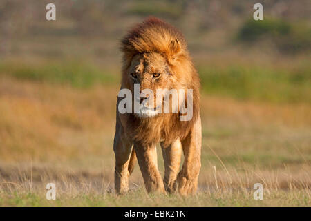 Löwe (Panthera Leo), männliche im Morgenlicht, Tansania, Serengeti NP Stockfoto