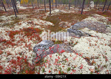 Flechten herbstliche borealen Wald, Norwegen, Rondane Nationalpark Stockfoto