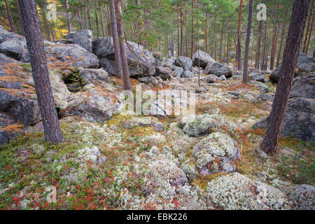 Flechten herbstliche borealen Wald, Norwegen, Rondane Nationalpark Stockfoto