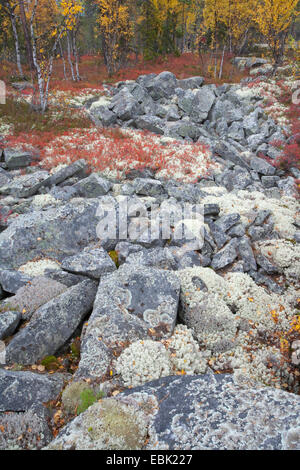 Flechten herbstliche borealen Wald, Norwegen, Rondane Nationalpark Stockfoto