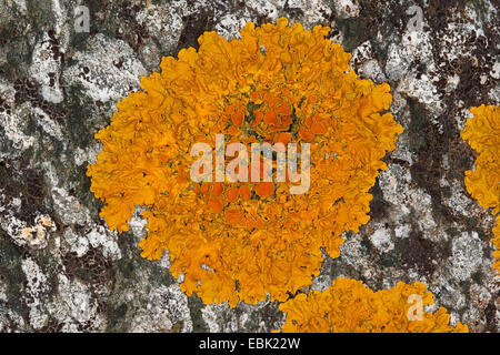 Gemeinsamen orangefarbenen Flechten, gelbe Skala, Maritime Sunburst Flechten, Shore Flechten, Goldener Schild Flechten (Xanthoria Parietina, Parmelia Parietina), auf einem küstennahen Felsen der Ostsee, Deutschland Stockfoto