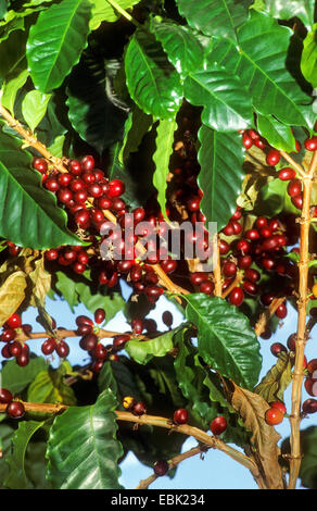 Arabischer Kaffee (Coffea Arabica), Zweig mit Früchten Stockfoto