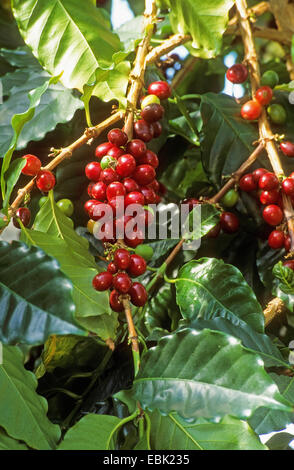 Arabischer Kaffee (Coffea Arabica), Zweig mit Früchten Stockfoto