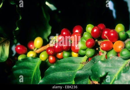 Arabischer Kaffee (Coffea Arabica), Zweig mit Früchten Stockfoto