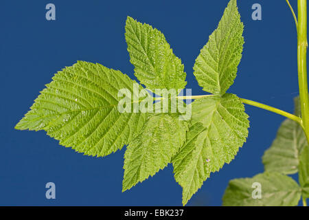 Europäische Rote Himbeere (Rubus Idaeus), Blatt gegen blauen Himmel Stockfoto