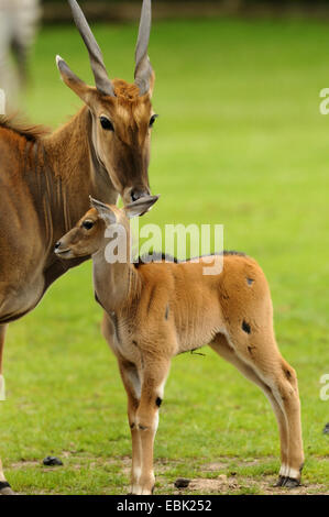 Gemeinsame Eland, südlichen Eland (Tauro Oryx, Tragelaphus Oryx), mit Welpen Stockfoto