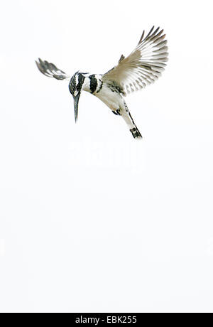 geringerem Trauerschnäpper Eisvogel (Ceryle Rudis), im Schwebeflug, Uganda Stockfoto