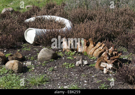 Knochen im Garten von Ice Age des Schlosses Salder, Deutschland, Niedersachsen, Salzgitter Salder Stockfoto