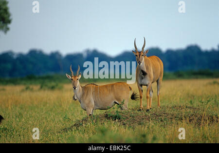 Gemeinsame Eland, südlichen Eland (Tauro Oryx, Tragelaphus Oryx), zwei Elands stehend in der Savanne, Kenia Stockfoto