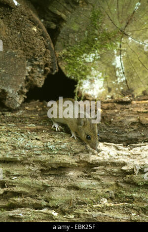 Rötelmaus (Clethrionomys Glareolus, Myodes Glareolus), auf einem Haufen verwesender Protokolle, Deutschland Stockfoto