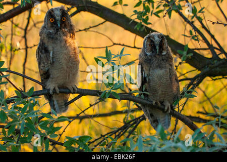 Waldohreule (Asio Otus), Quietscher auf einem Ast, Österreich, Burgenland, Neusiedler sehen Nationalpark Stockfoto