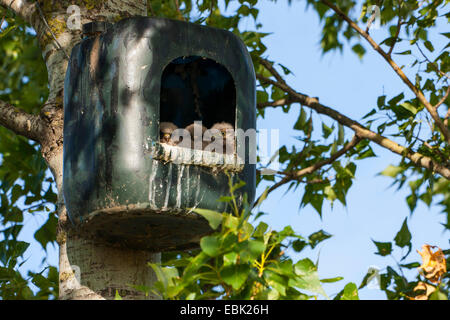 Turmfalken (Falco Tinnunculus), Küken peering von Nistkasten, Österreich, Burgenland Stockfoto