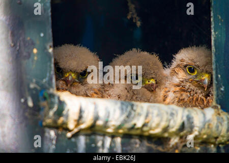 Turmfalken (Falco Tinnunculus), Küken peering von Nistkasten, Österreich, Burgenland Stockfoto