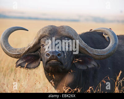 Afrikanischer Büffel (Syncerus Caffer), Porträt, mit Oxpecker auf seinen Rücken, Kenia, Masai Mara Nationalpark Stockfoto