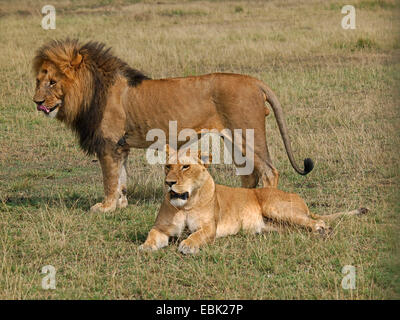 Löwe (Panthera Leo), paar in Savanne, Kenia, Masai Mara Nationalpark Stockfoto