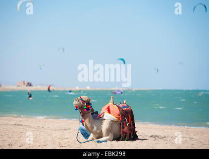 Dromedar Kamel auf ägyptischen Strand im Sommer mit Kite-Surfer im Hintergrund Stockfoto