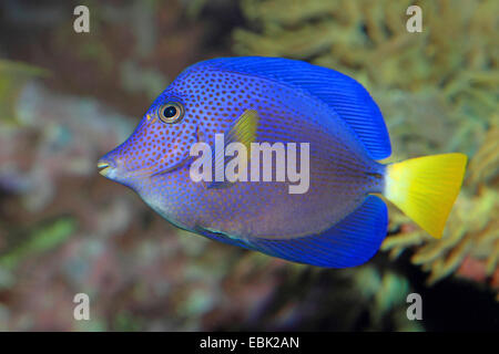 Gelbschwanz Doktorfisch, Gelbschwanz Segelkärpflinge Tang, Gelbschwanz Tang (Zebrasoma Rotmeerdoktor), am Riff Stockfoto