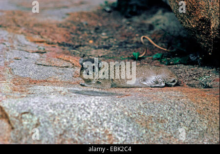 klein-toothed Rock Hyrax (Heterohyrax Trypanosomen), liegend auf Felsen Stockfoto