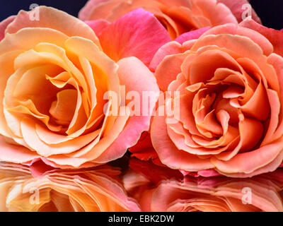 Studio Makro Bild, schöne rosa rose Blume auf einem Klarglas-Spiegel zeigt die Reflexion Stockfoto