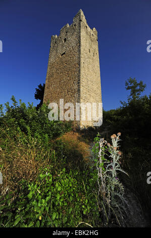 Blick auf den Turm der bewachsene Burgruine von Dvigrad, Kroatien, Istrien Stockfoto