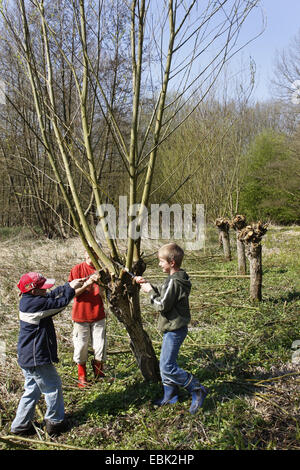 Kinder absägen Filialen kümmern sich um Kopfweiden auf einer Wiese, Deutschland Stockfoto