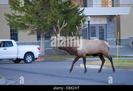 Wapiti, Elche (Cervus Elaphus Canadensis, Cervus Canadensis), Spurrinnen Stier Elch zu Fuß über die Straße in der Stadt, Mammoth Hot Springs, Yellowstone-Nationalpark, Wyoming, USA Stockfoto