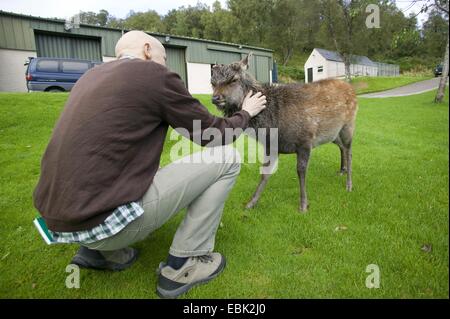 Sika Hirsche, zahm Sika Hirsche, zahmes Rotwild (Cervus Nippon), Fawn, gestreichelt zu werden von einem Mann, Großbritannien, Schottland, Alladale Wildnis-Reserve Stockfoto