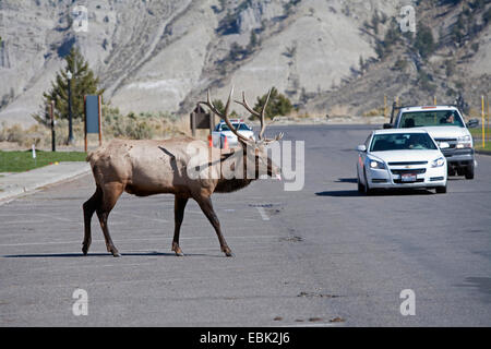 Wapiti, Elche (Cervus Elaphus Canadensis, Cervus Canadensis), Spurrinnen Wapiti Bull Kreuzung Straße, Mammoth Hot Springs, Yellowstone-Nationalpark, Wyoming, USA Stockfoto